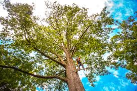 Lawn Pest Prevention in Sharpes, FL