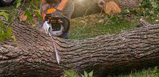 Sharpes, FL Tree Removal Company