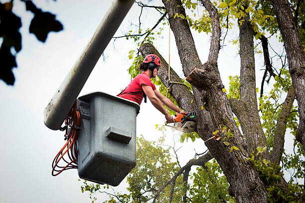 Best Tree Removal  in Sharpes, FL